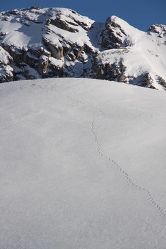 雪地里的動物足跡