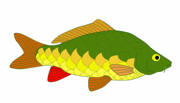 五顏六色的鯉魚(yú)