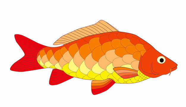 五顏六色的鯉魚(yú)