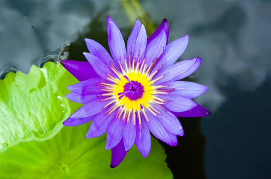 紫蓮花