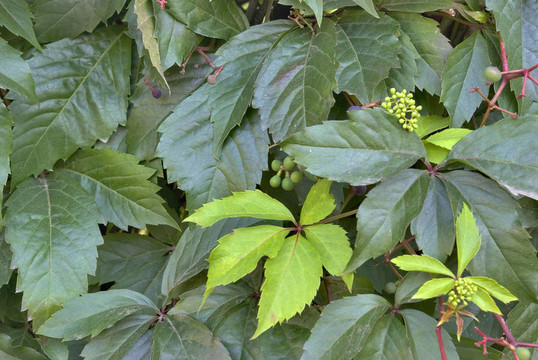 綠色的野葡萄