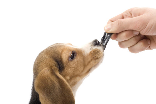 可愛的小獵犬