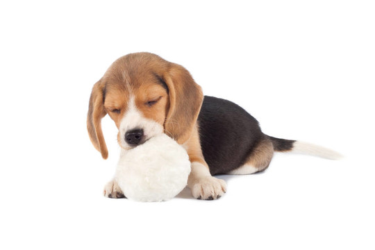 睡覺(jué)的小獵犬