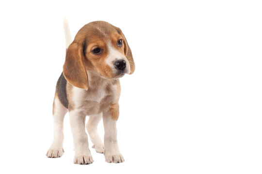 比格犬在尋找的東西