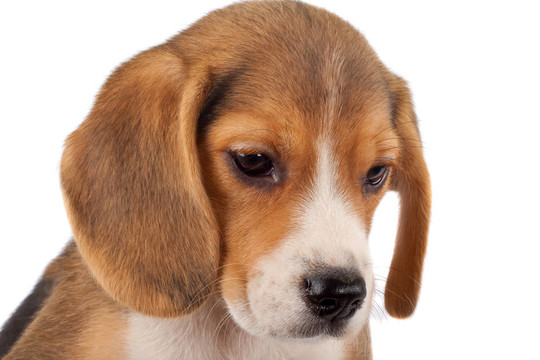 比格犬的臉