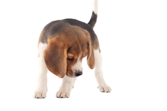 比格犬在尋找的東西