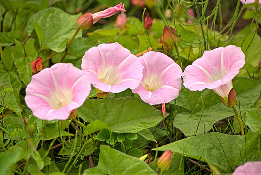 蔓蘿花