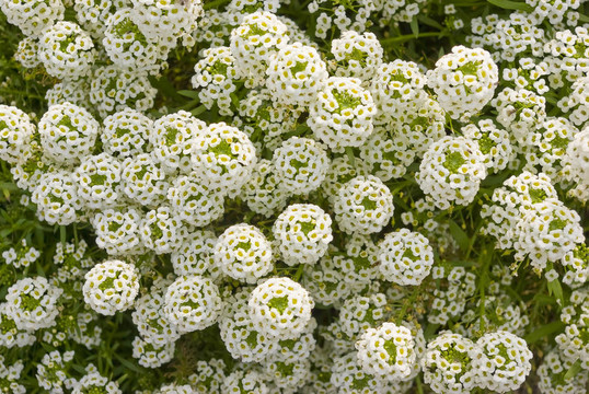 Alyssum（Lobularia maritima）?；? style=