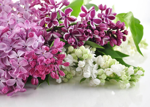 盛開的丁香花