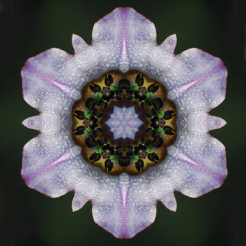 煙草花曼陀羅