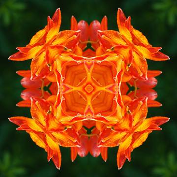 百合花曼陀羅