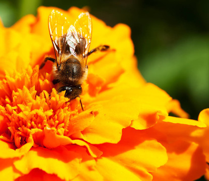 蜜蜂和金盏花