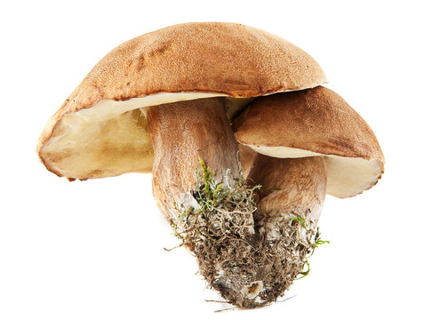 網(wǎng)柄牛肝菌