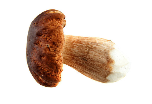美味牛肝菌