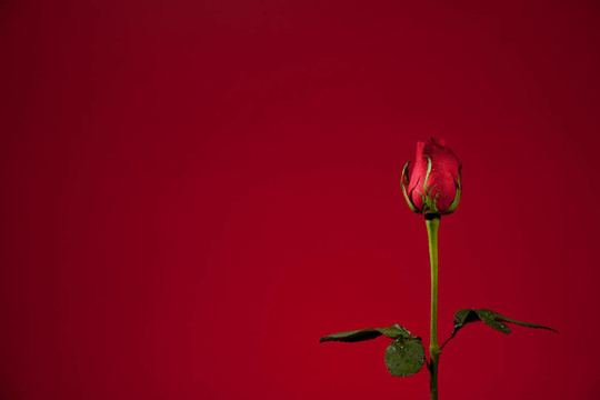 單一的紅玫瑰