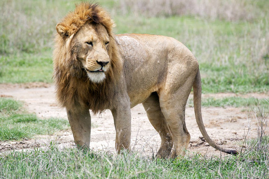 非洲獅（Panthera leo）