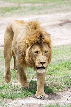 非洲獅（Panthera leo）