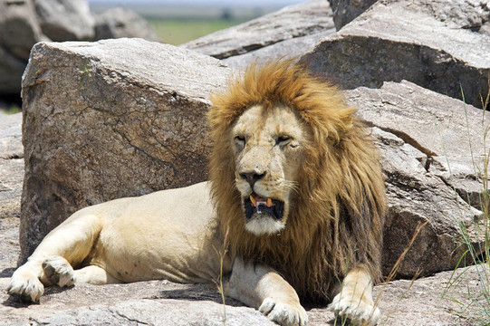 非洲獅（Panthera leo）