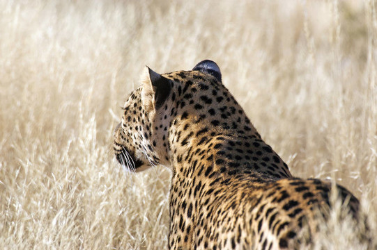 豹（Panthera pardus）