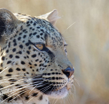 豹（Panthera pardus）