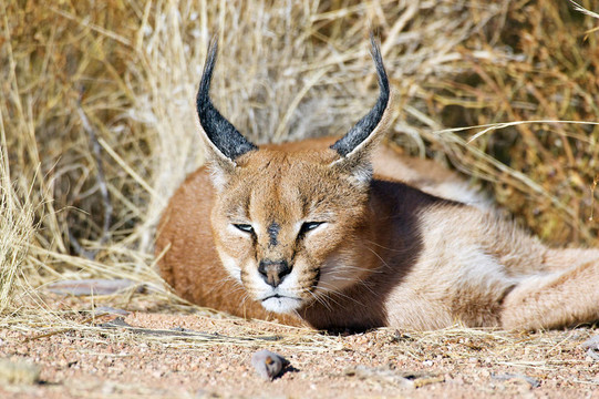 Caracal（Felis caracal）