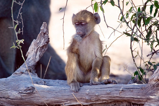 Savanna baboon（狒狒狗頭人身的）