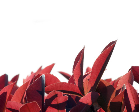紅色的葉子