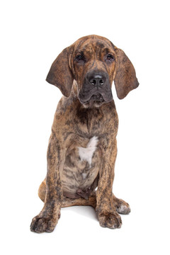 巴西獒或Fila Brasileiro