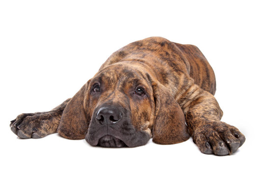 巴西獒或Fila Brasileiro