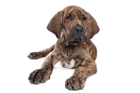 巴西獒或Fila Brasileiro
