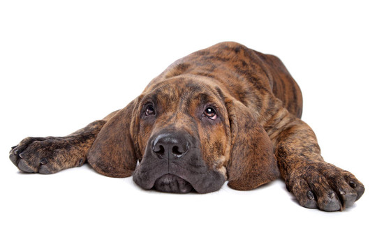 巴西獒或Fila Brasileiro
