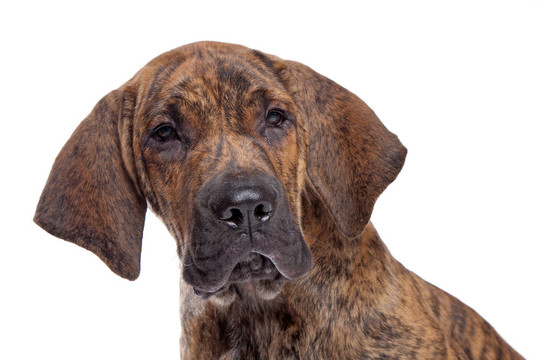 巴西獒或Fila Brasileiro