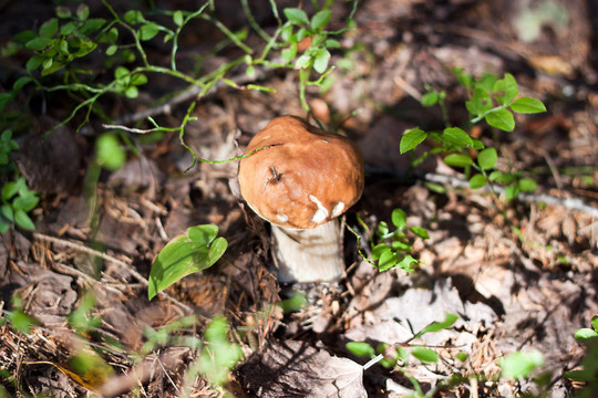 CEP