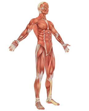 男性肌肉解剖角度前視圖