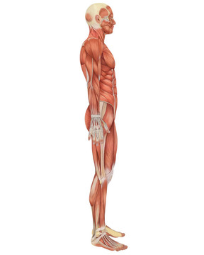 男性肌肉解剖側視圖