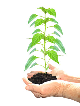 生長(zhǎng)的植物