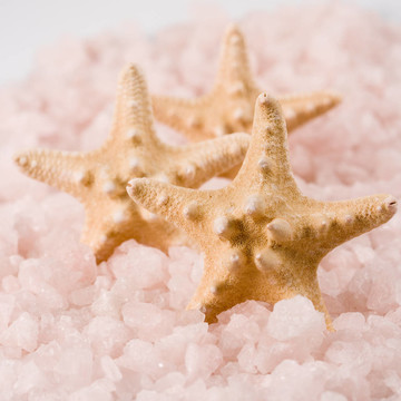 海星