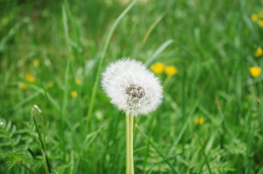 蒲公英時(shí)鐘