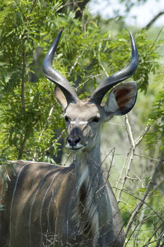 Kudu Antelope（Tragelaphus strepsiceros）