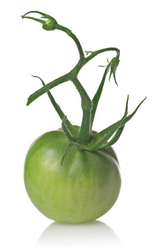 白青番茄