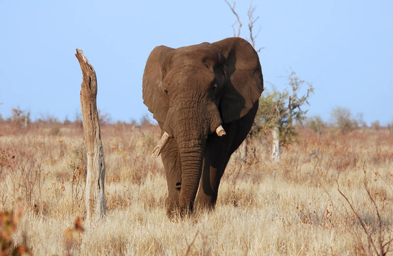非洲大象（Loxodonta africana）