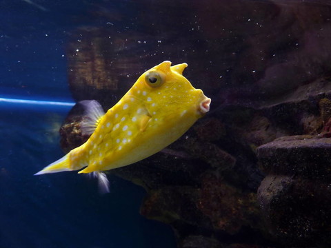 黃色的魚