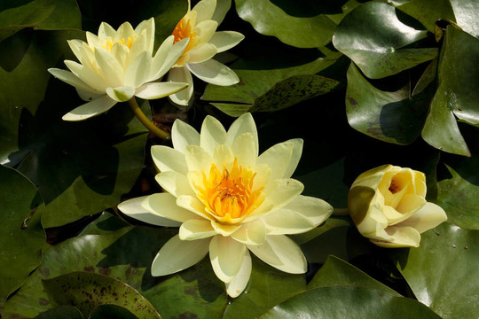 水百合