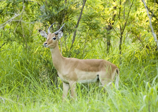 帕拉：Aepyceros Melampus