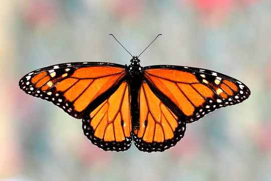 帝王蝶（Danaus plexippus）