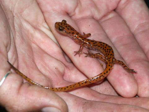 Cave Salamander（Eurycea Lucifuga）