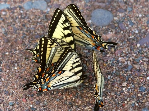 Tiger Swallowtails（Papilio glaucus）