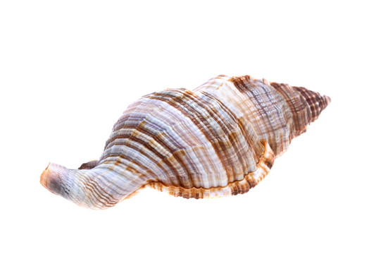 海貝殼