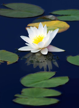 在深藍(lán)色的白色