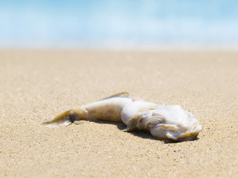 死魚。